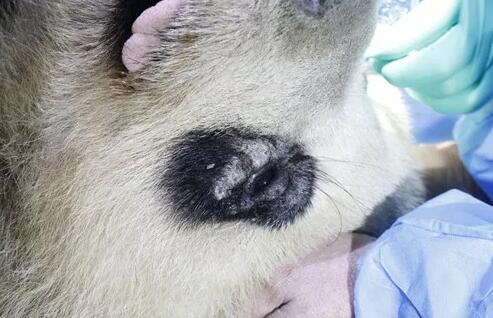 4月25日，应成都大熊猫繁育研究基地的邀请，成都6686体育(中国)官方网站 - 登录入口业务院长、四川大学华西医院原眼科主任、博士生导师罗清礼教授，特地前往该基地为生病的大熊猫进行了会诊2.jpg