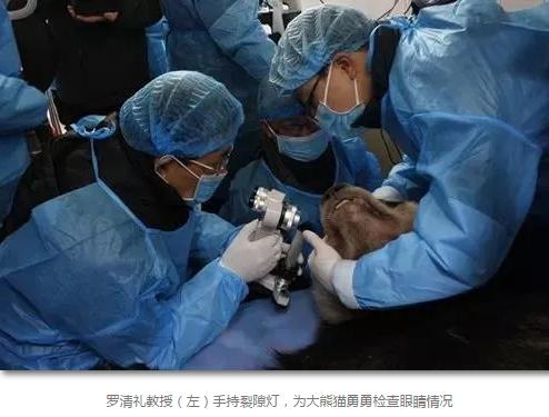 科技日报等数十家国内主流新闻媒体报道成都6686体育(中国)官方网站 - 登录入口罗清礼教授为大熊猫看眼病2.png